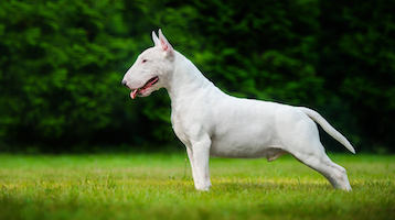 Bull Terrier